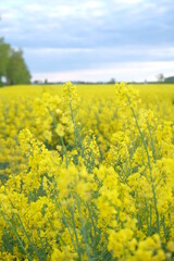 rapeseed field in spring. blue clouds in the sky and green trees