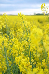 Obraz premium rapeseed yellow field in spring
