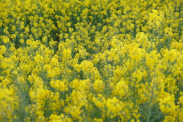 rapeseed yellow field in spring