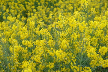 rapeseed yellow field in spring