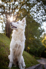 Portrait von einem weißen Schäferhund liegend in der Wiese. Hund liegt bei Sonnenschein im Feld. 