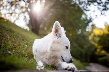 Portrait von einem weißen Schäferhund liegend in der Wiese. Hund liegt bei Sonnenschein im Feld. 