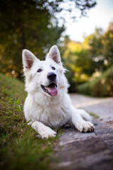 Portrait von einem weißen Schäferhund liegend in der Wiese. Hund liegt bei Sonnenschein im Feld. 