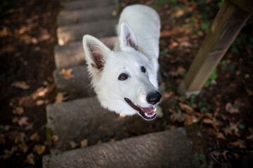 Obraz premium Weißer schweizer Schäferhund im Wald.