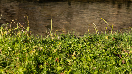 green grass in the park on a sunny day