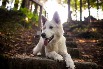 Weißer schweizer Schäferhund im Wald.