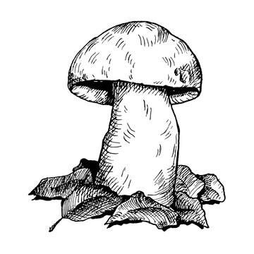 Mushroom oyster growing in forest wildlife. Vintage monochrome hatching illustration isolated