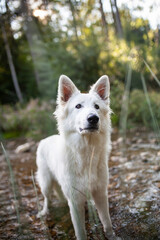 Wei&szlig;er Sch&auml;ferhund k&uuml;hlt sich in einem Bach ab. Potrait von einem schweizer Sch&auml;ferhund in der Natur