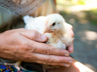 Teenage broiler chick (pullet or cockerel) is holded in farmer's hands close up. Selective focus on chicken. Sunny bokeh