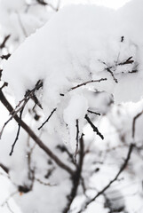 snow on the branches