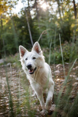 Weißer Schäferhund kühlt sich in einem Bach ab. Potrait von einem schweizer Schäferhund in der Natur