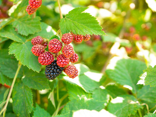 Ripe, unripe, ripening bunch of berries on blackberry bush. Bramble branch close up. Garden background. Selective focus.