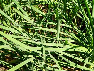 Fresh green straws of grass on bright sun light background. High contrast. Summer concept.