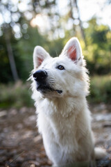 Weißer Schäferhund kühlt sich in einem Bach ab. Potrait von einem schweizer Schäferhund in der Natur