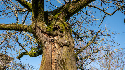 big strong tree without leaves on a blue sky background bottom view