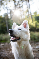 Weißer Schäferhund kühlt sich in einem Bach ab. Potrait von einem schweizer Schäferhund in der Natur