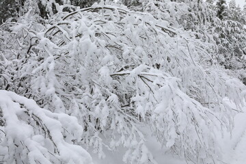 Trees and branches covered with a thick layer of fluffy snow bent to the ground.Beautiful white winter landscape close up