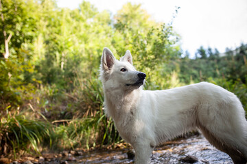 Obraz premium Weißer schweizer Schäferhund im Wald.