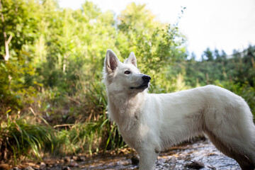 Weißer schweizer Schäferhund im Wald.