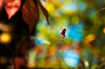 Spider hangs on cobwebs on a blury background of autumn leaves. High quality photo