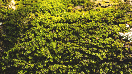green grass in the park on a sunny day