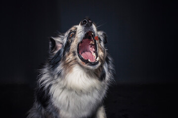 Australian Shepherd im Foto Studio schnappt nach Essen. Hund fängt Leckerlis.
