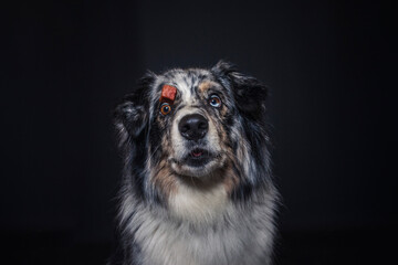 Australian Shepherd im Foto Studio schnappt nach Essen. Hund fängt Leckerlis.
