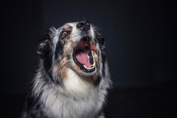 Australian Shepherd im Foto Studio schnappt nach Essen. Hund fängt Leckerlis.
