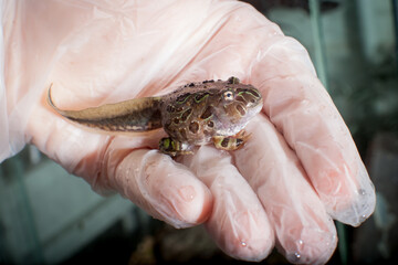 The Brazilian horned froglet sitting on hand
