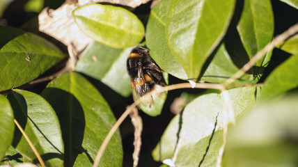 big hairy bumblebee sitting on a green leaf