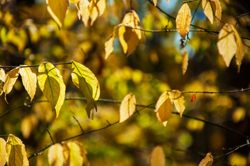branches with autumn yellow leaves in the sun. High quality photo