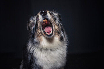 Australian Shepherd im Foto Studio schnappt nach Essen. Hund fängt Leckerlis.
