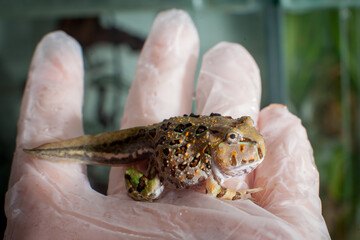 The Brazilian horned froglet sitting on hand