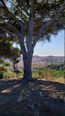 tree in the park with a wooden swing and a good view