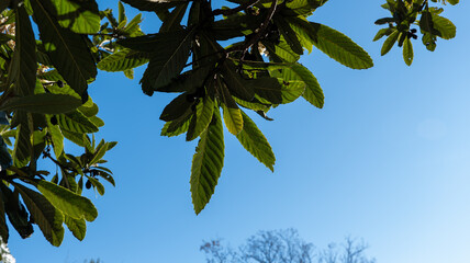 tree branch with large leaves on a blue sky background
