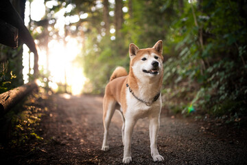 Shiba Inu beim spazieren gehen.