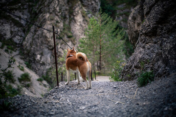 Shiba Inu beim spazieren gehen.