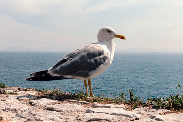 Fototapeta na wymiar Seagull perched on a cliff
