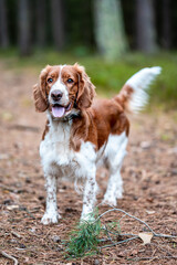 Adorable cute healthy and happy welsh springer spaniel in forest.