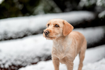Adorable crossbreed mutt dog in snowy forest in winter. Healthy happy dog.