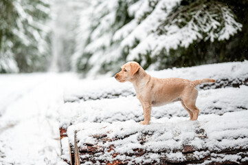 Adorable crossbreed mutt dog in snowy forest in winter. Healthy happy dog.