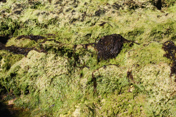 Green algae on a rock, Algarve