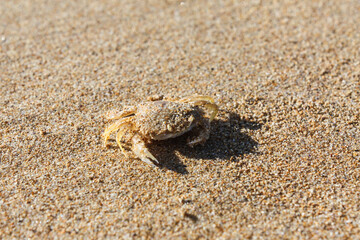 Close-up of a crab on the sand