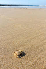 Crab on the beach, Praia da Rocha, Algarve