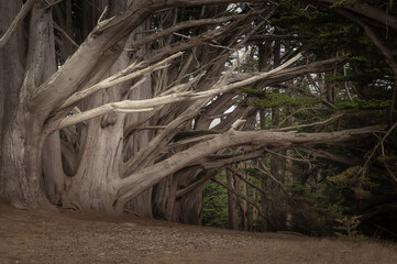 Bare Monterey Cypress Trees in California Forest
