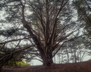 Cypress trees at Fitzgerald Marine Reserve in Moss Beach, California