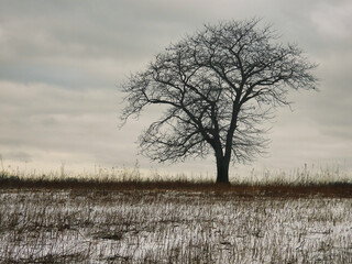 Tree in the Snow: A lone, bare tree sits to the side on snow covered prairie on a cold winter day with an overcast sky depicting gloomy, cold and gray winter
