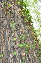 green moss on the tree