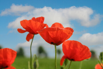 Klatschmohn (Papaver rhoeas), gegen Himmel