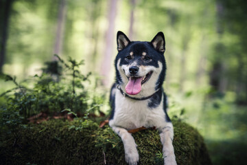 Shiba Inu liegt auf dem Boden im Wald.